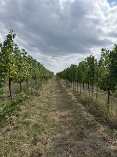 Foto da Olena Duriagina lungo il tour