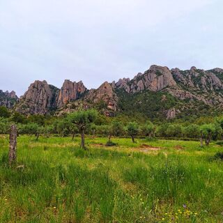 Oliveres camí a  Can Jorba