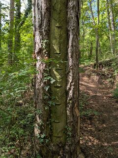 Photo de Martina Braunstein-Lamatsch le long du parcours