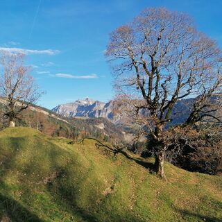 Blick auf den Säntis von der Gössigenhöchi