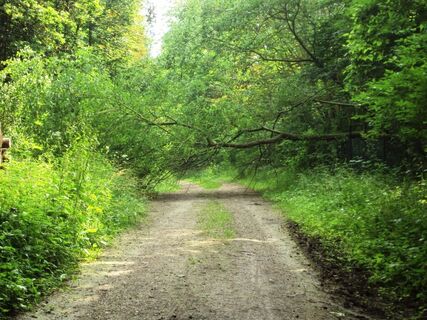 Salzgitter-Gebhardshagen, Wanderweg 22 hinterm Schwimmbad mit Baum quer