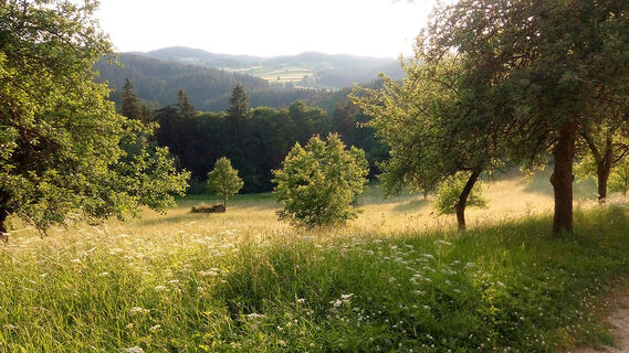 Rappottenstein_Blick_auf_Burg