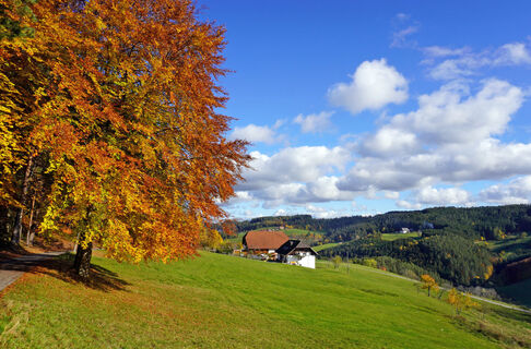Mittelberg im Herbst - Tennenbronn
