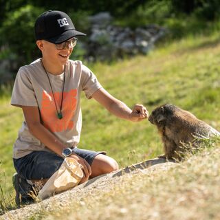 Murmeli füttern beim Staffelwald