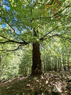 Photo de Adriana Hideg le long du parcours