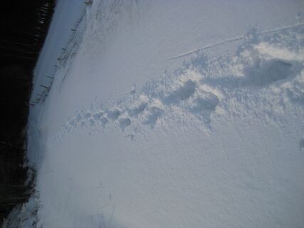 Spuren im Schnee