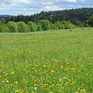 Blick übers Nagoldtal