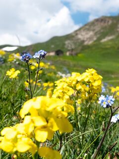Blumen in Bellecombe