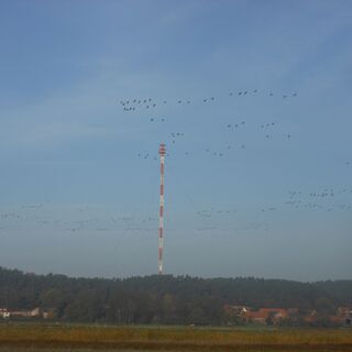Vogelvolk ist Euer ständiger Begleiter.
