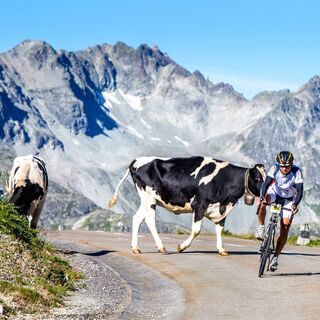 Teilnehmer der Alpen Challenge am Albulapass.