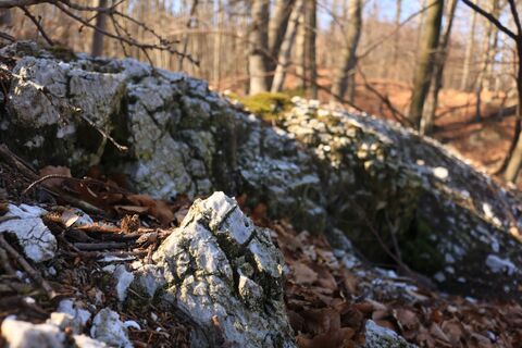 offener Gips im Wald bei Questenberg