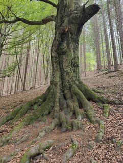 Foto de Lena Eder a lo largo del recorrido