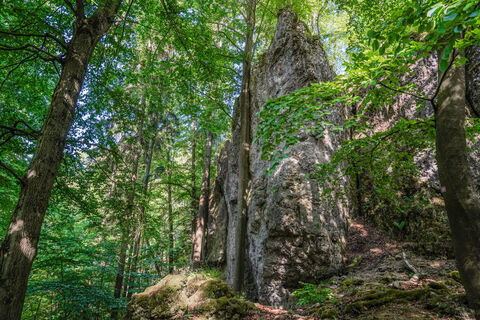 Felsformationen im Wald bei Königstein