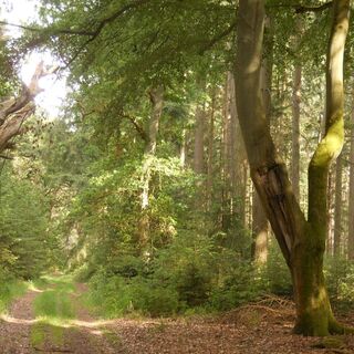 Alte Baumriesen säumen den Weg