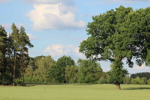 Feld