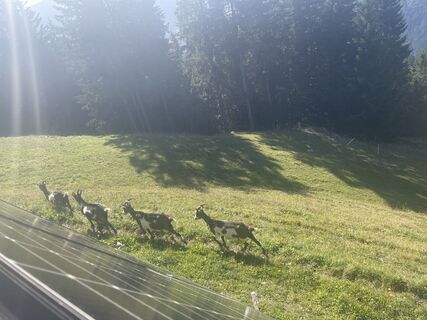 Foto von firebird 93 entlang der Tour
