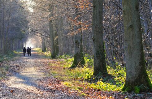 Creuse_Der Pfad des Rehs