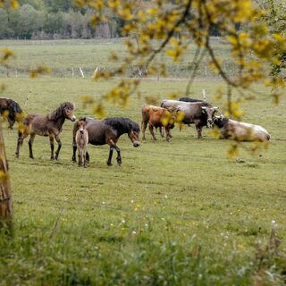 Echt!-Anbieter: Naturpark Solling-Vogler