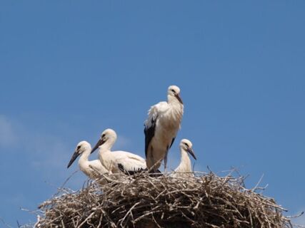 Jungstörche im Nest