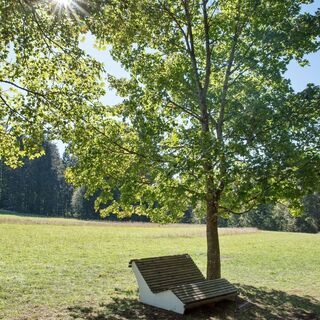 Merishausen_Liege_Baum_Sonne_Herbst