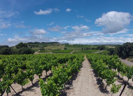 Vignobles_De_Capestang_a_Quarante_-_E_Brendle_21