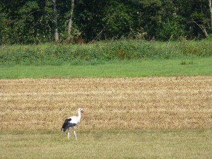 Storch  auf Futtersuche im Feuchtgebiet