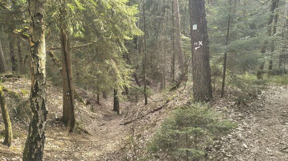 Foto von Sauerpurzel entlang der Tour