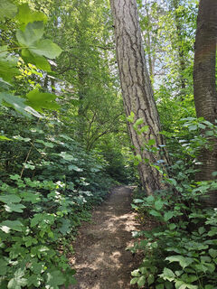 Wegerl im Helenental