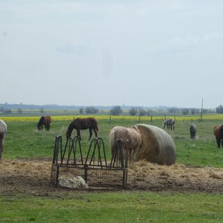 Szimander Pferdehof, Fövenypuszta, Tác
