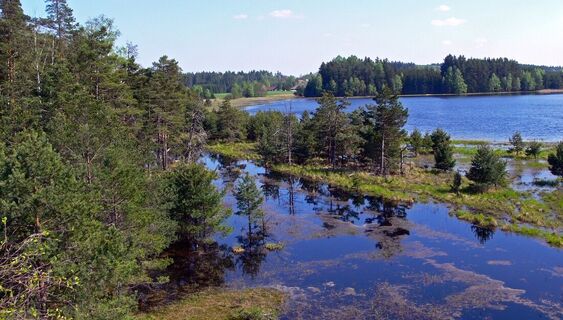Winklauerteich im Naturpark Heidenreichsteiner Moor