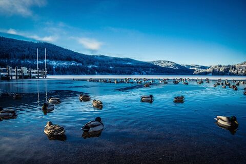 Enten am Titisee