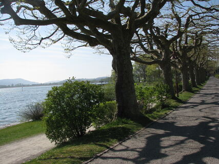 Radweg in Radolfzell