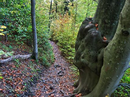 Abzweigung im Wald zur Drachenhöhle_Naturpark Almenland_Oststeiermark