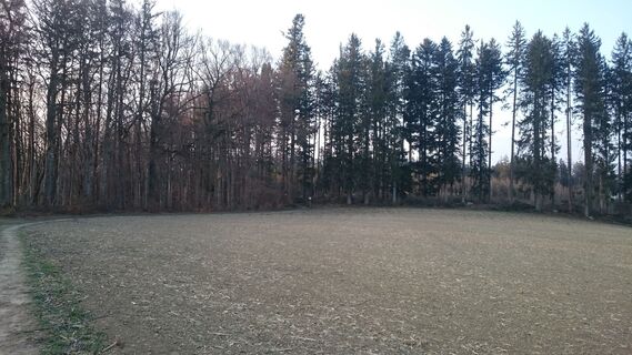 hinein in den Wald