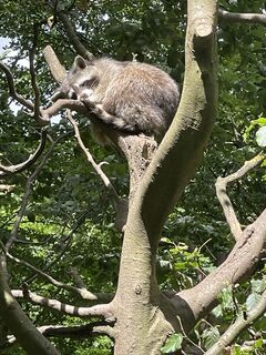 Waschbär Wildpark Bilsteintal Warstein