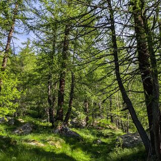 Lärchenwald oberhalb von Alpe Pian Bosco