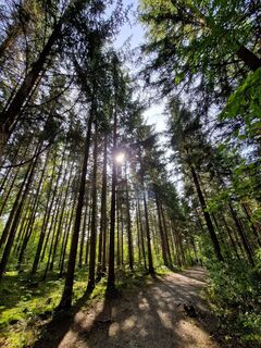 Waldy-Walderlebnisweg Hechingen