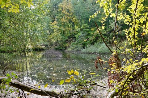 Stauweiher im Buchenwald