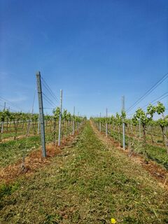 Blick in die Weinbergszeile