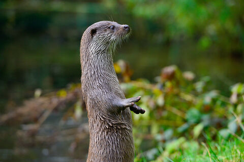 Otter im Otter-Zentrum
