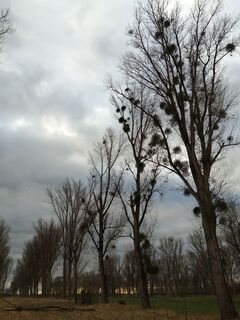 Fotografija s spletne strani Schaengemann na poti