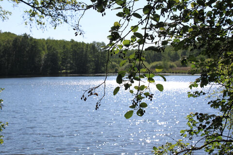 Born - Borner See