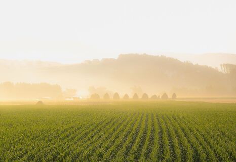 Morgenstimmung in Rein