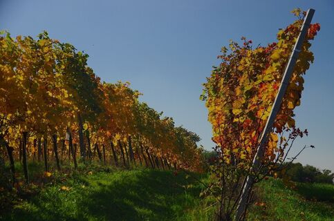 Weingärten begleiten uns am Weg