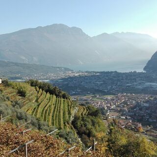Die Weinberge von Tenno