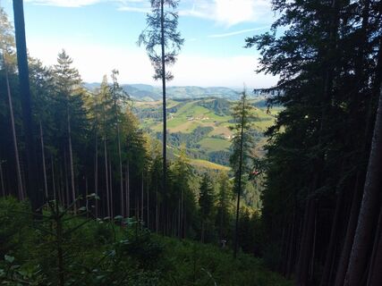 Foto von Wanderkatze entlang der Tour