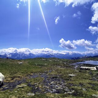 Schafe mit Panorama