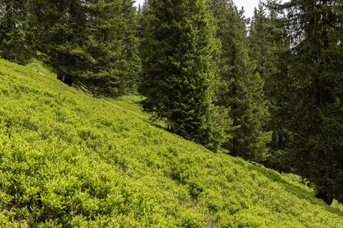 Wald am Weg zum Hochgründeck