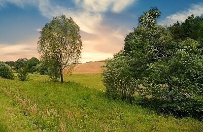 Wald Feld und Heide