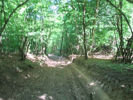 Waldweg